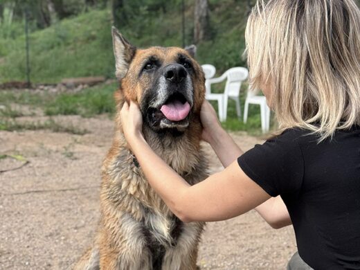Éducation et comportement canin à Cannes : comprendre pour mieux vivre ensemble