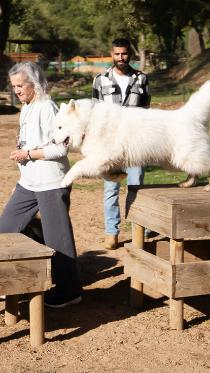 Formations éducateur et comportementaliste canin dans le Var (83)
