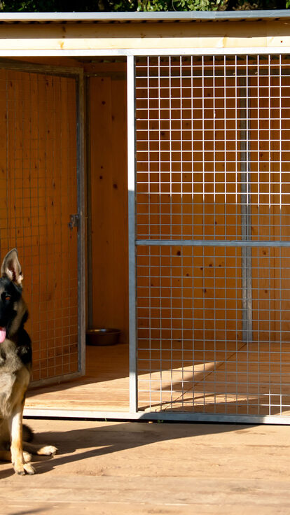Pension pour chien à Cannes : un séjour tout confort pour votre compagnon