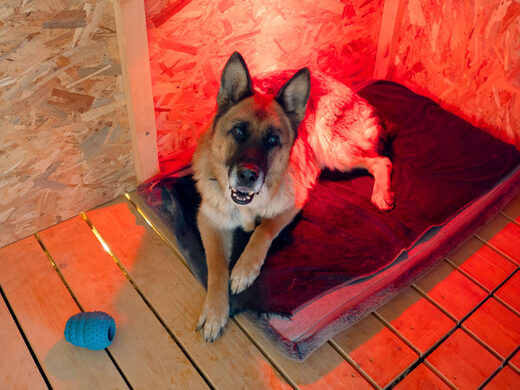 Formations éducateur et comportementaliste canin dans le Var (83)