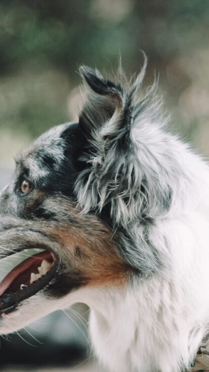 Contactez Dog & Trainer pour toute question ou demande de formation en éducation canine