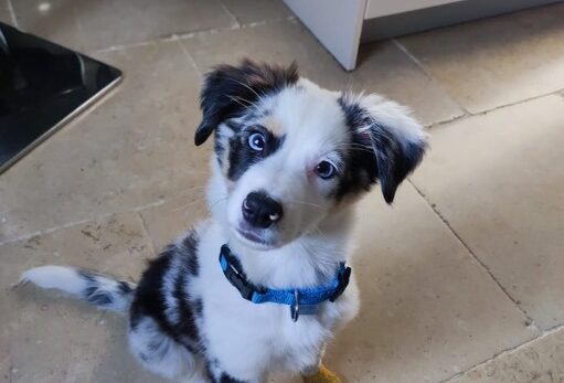 🐾 Dog &#038; Trainer – Éducation &#038; Rééducation Canine dans les Alpes-Maritimes (06)
