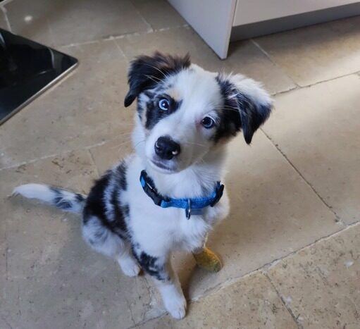 &#x1F43E;&#x20;Dog&#x20;&amp;&#x23;038&#x3B;&#x20;Trainer&#x20;&#x2013;&#x20;&#x00C9;ducation&#x20;&amp;&#x23;038&#x3B;&#x20;R&#x00E9;&#x00E9;ducation&#x20;Canine&#x20;dans&#x20;les&#x20;Alpes-Maritimes&#x20;&#x28;06&#x29;