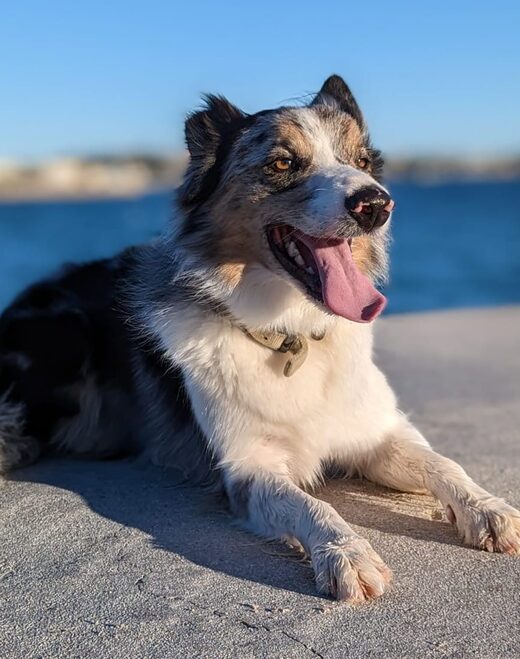 Matthieu, éducateur et comportementaliste canin basé au cœur des alpes maritimes.