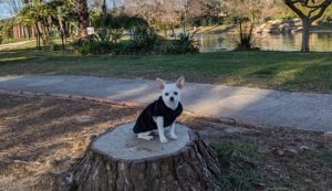 Matthieu, éducateur et comportementaliste canin basé au cœur des alpes maritimes.