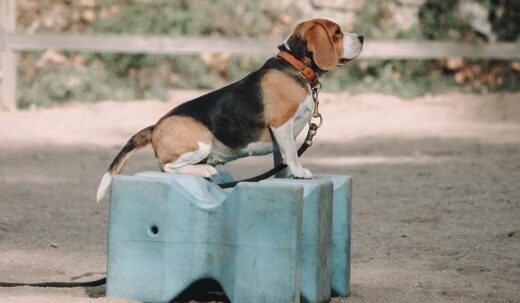 Matthieu, éducateur et comportementaliste canin basé au cœur des alpes maritimes.