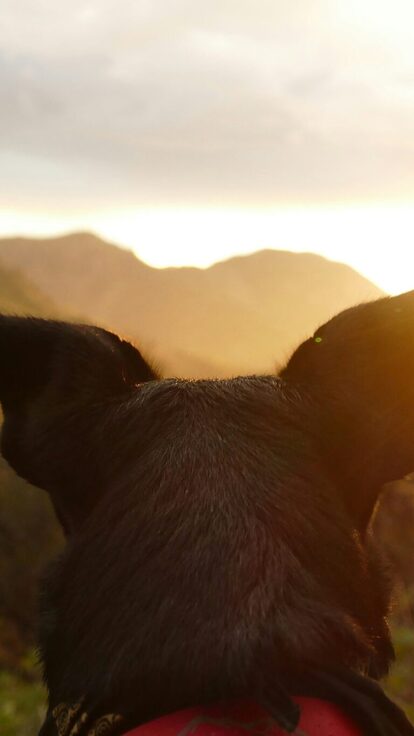 Qui suis-je ? Matthieu, éducateur &amp; comportementaliste canin dans le Var (83)