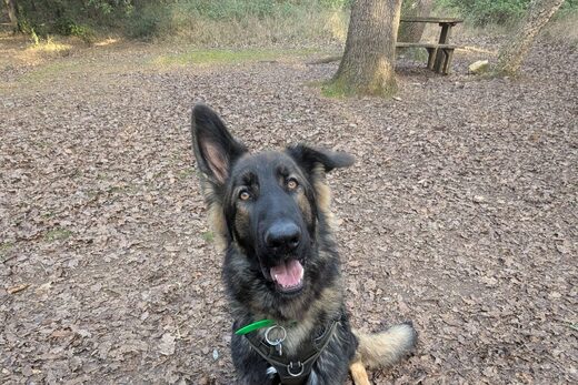 Aldeutscher Schäferhund : Le Berger Allemand originel ?