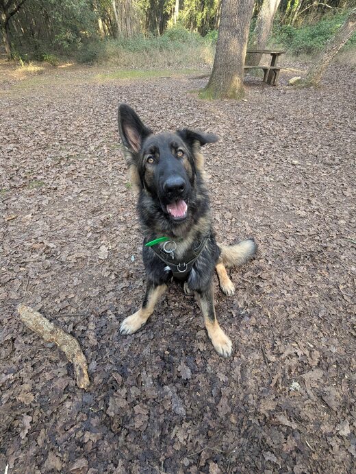 Aldeutscher&#x20;Sch&#x00E4;ferhund&#x20;&#x3A;&#x20;Le&#x20;Berger&#x20;Allemand&#x20;originel&#x20;&#x3F;