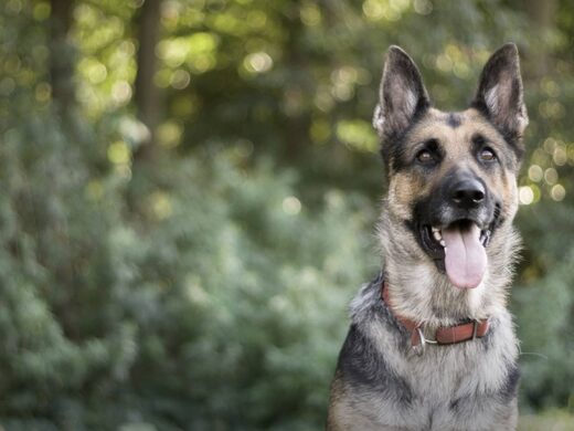 Contactez Dog & Trainer pour toute question ou demande de formation en éducation canine